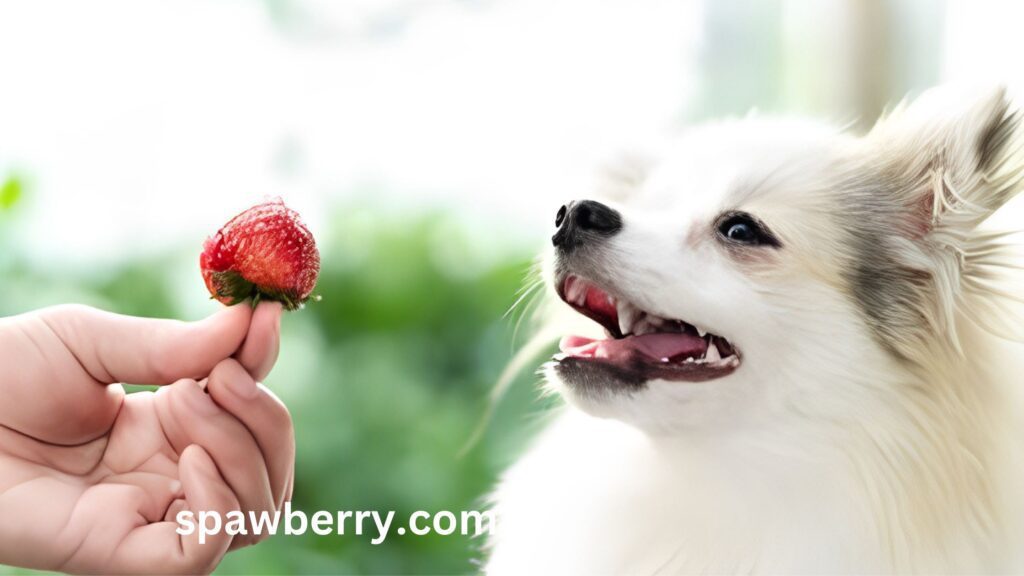 Strawberry Is Suitable For Dogs