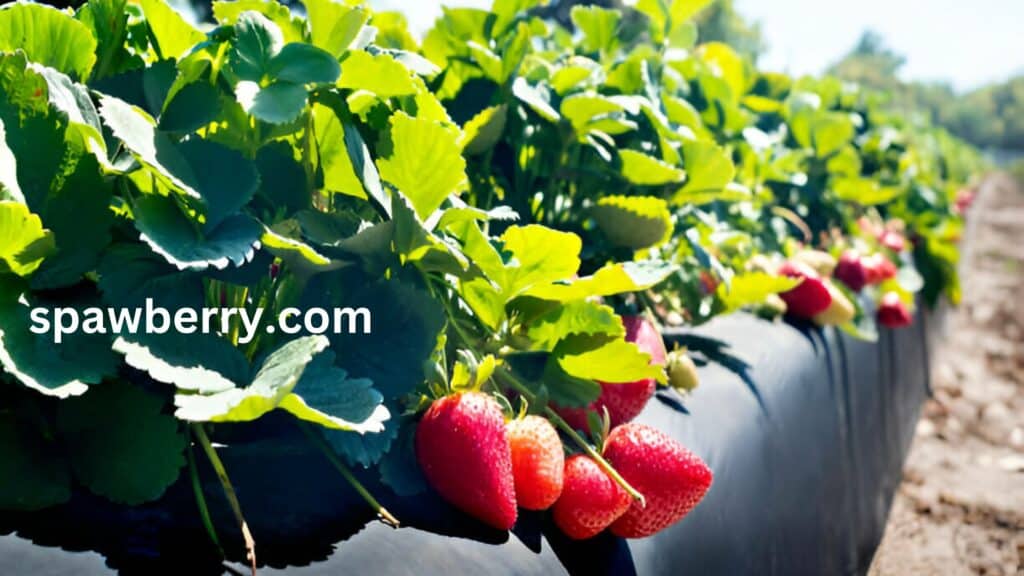 Can Strawberries Grow In The USA