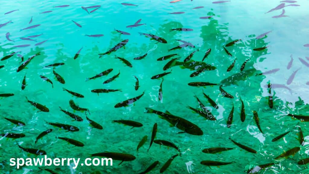 Do Fish Farms Use Antibiotics