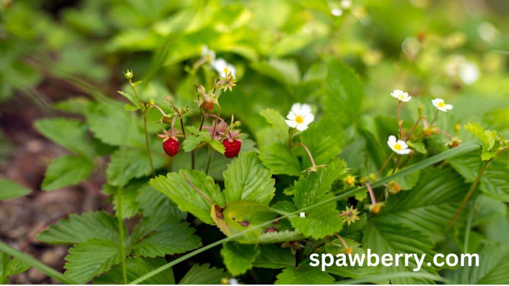 How Does Alpine Strawberry Spread