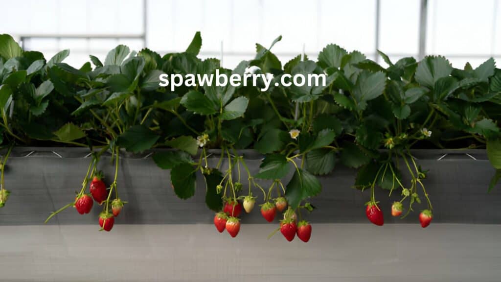 How Much Do Strawberry Plants Spread