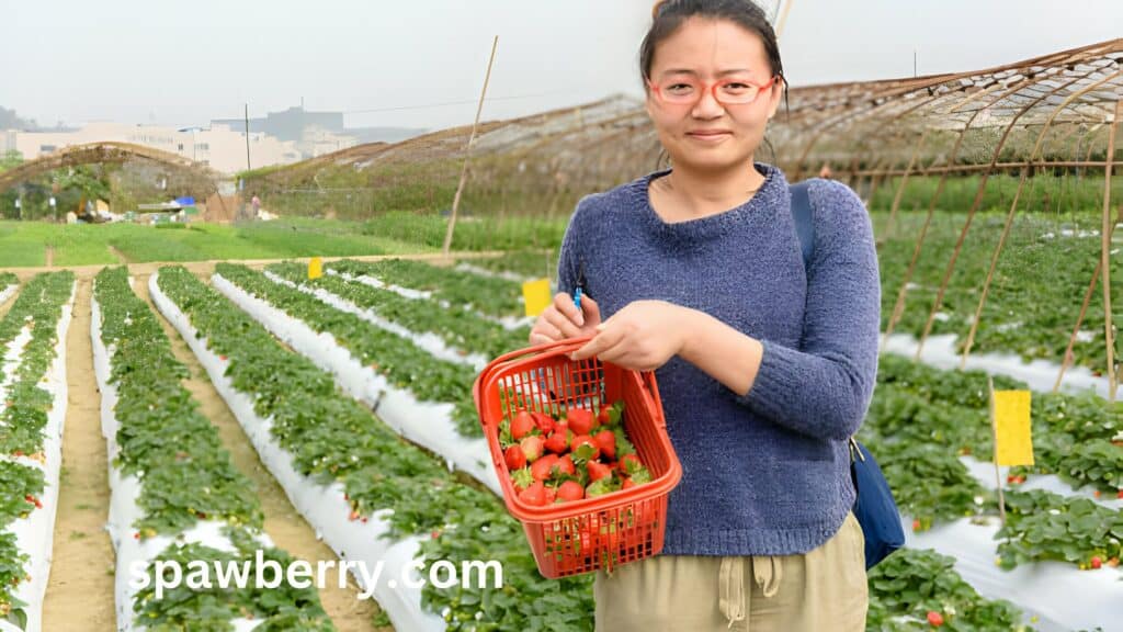 Is Strawberry Farming Profitable