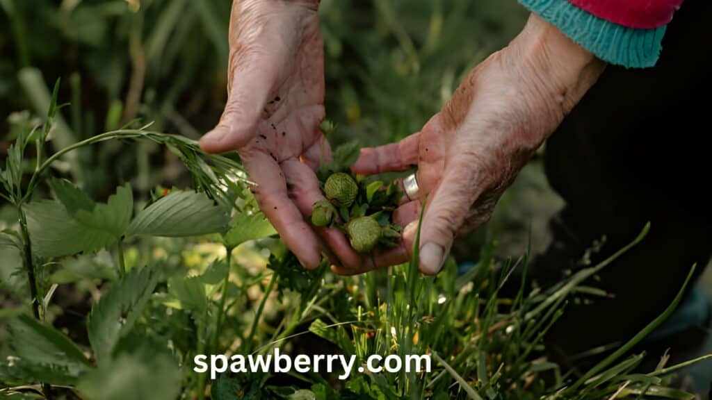 Strawberry Vs Wild Strawberry