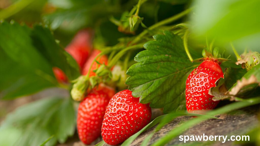 Do Strawberry Plants Choke Out Other Plants