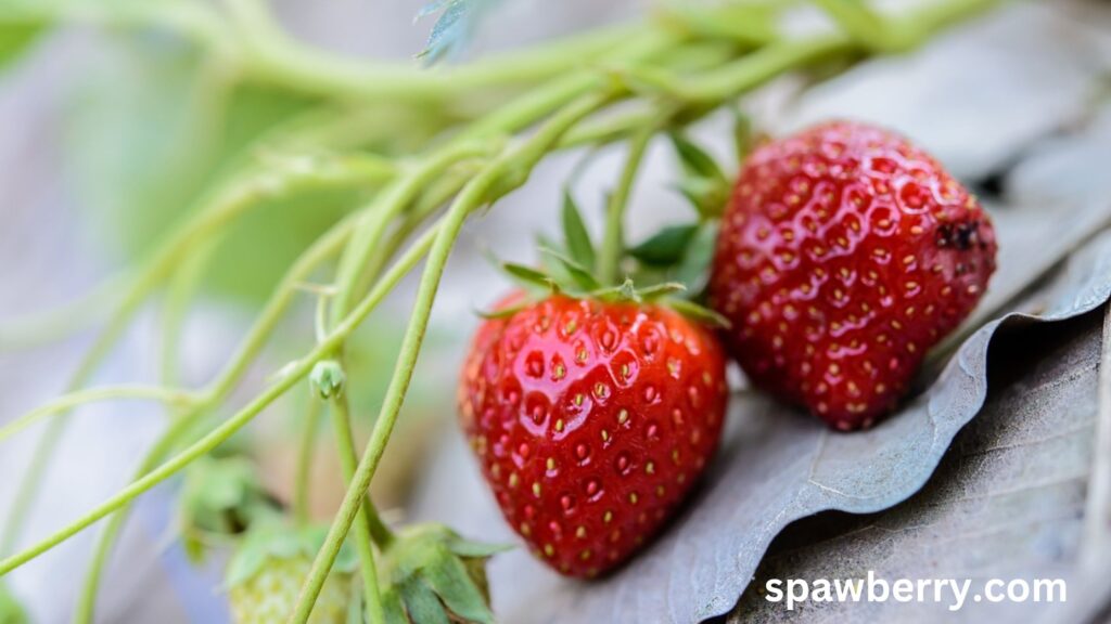 Is False Strawberry Poisonous