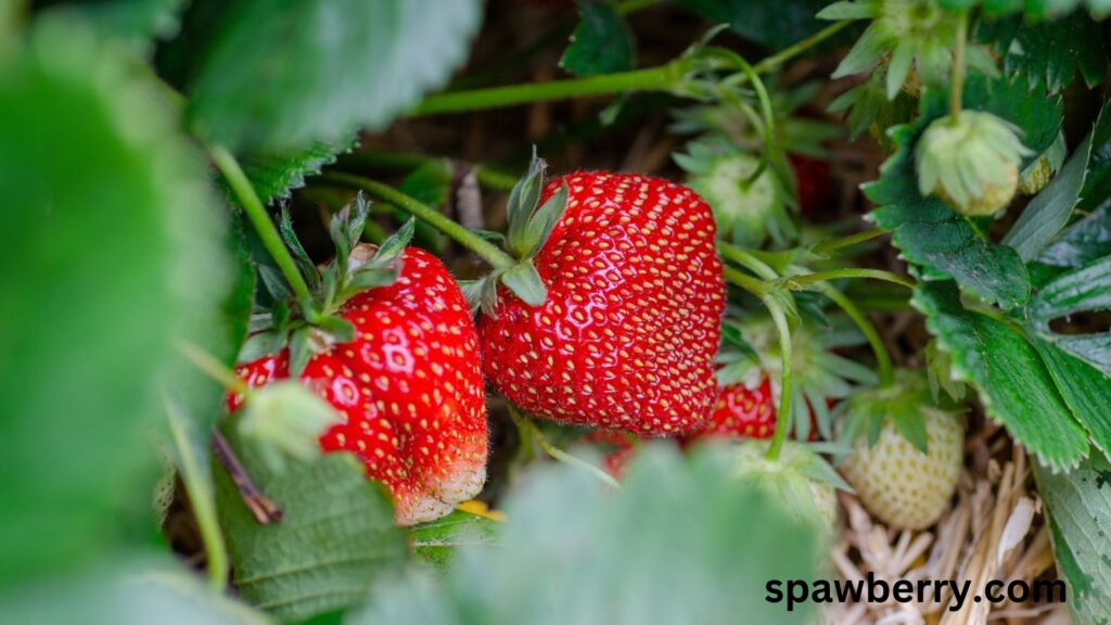 Strawberry Seed Facts