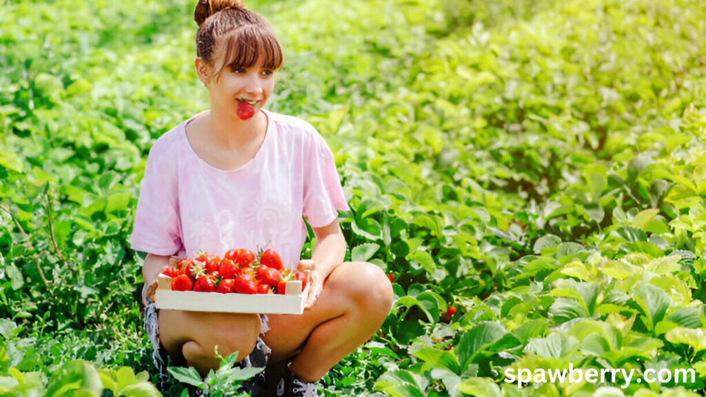 Strawberry Seeds Benefits