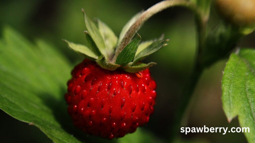 Are Alpine Strawberries Self-pollinating