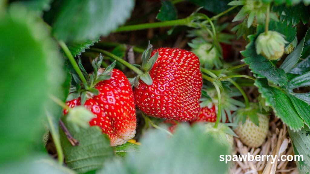 Are Barren Strawberries Good In The Sun Or Shade