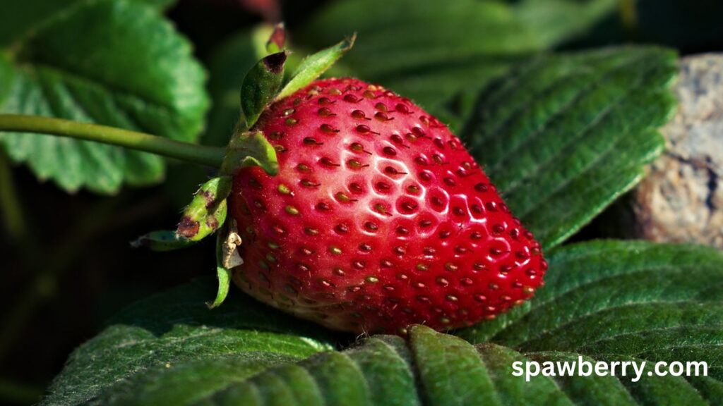 Are Camarosa Strawberries Everbearing