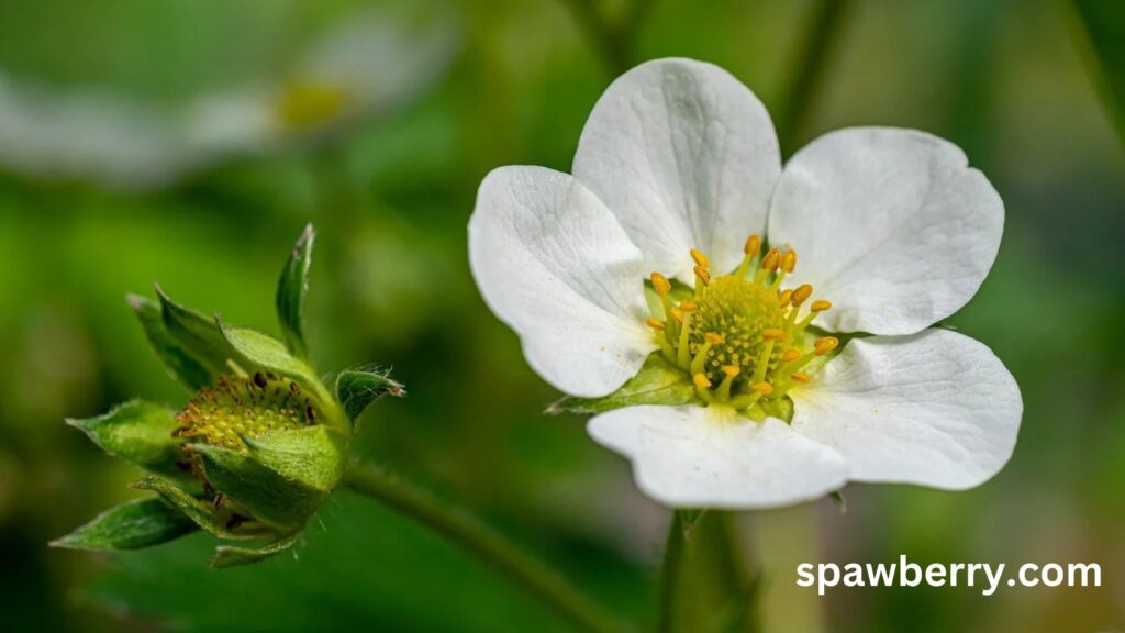 Are Earliglow Strawberries Everbearing