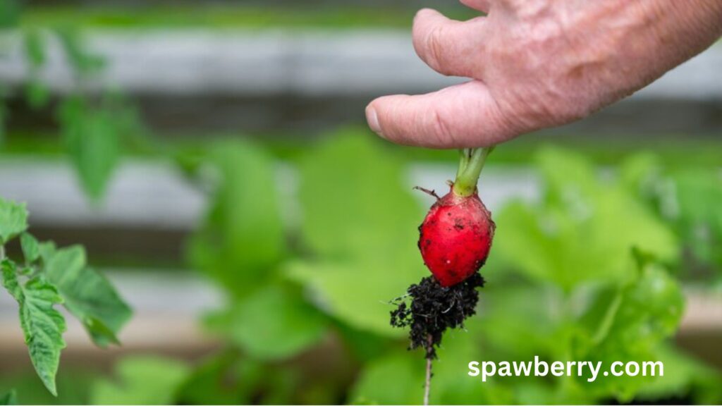 How Are Strawberry Seeds Produced