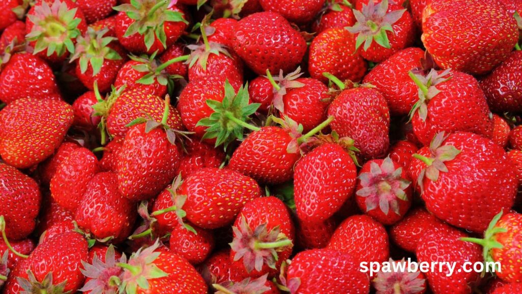 Strawberry Cultivation Methods