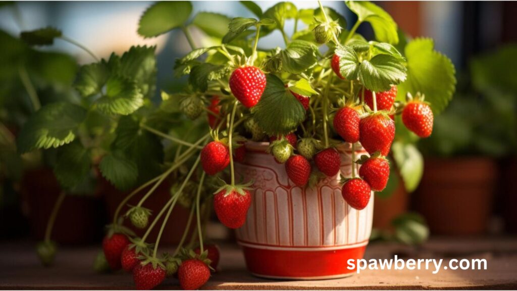 What Is The Best Strawberry Plants For Containers