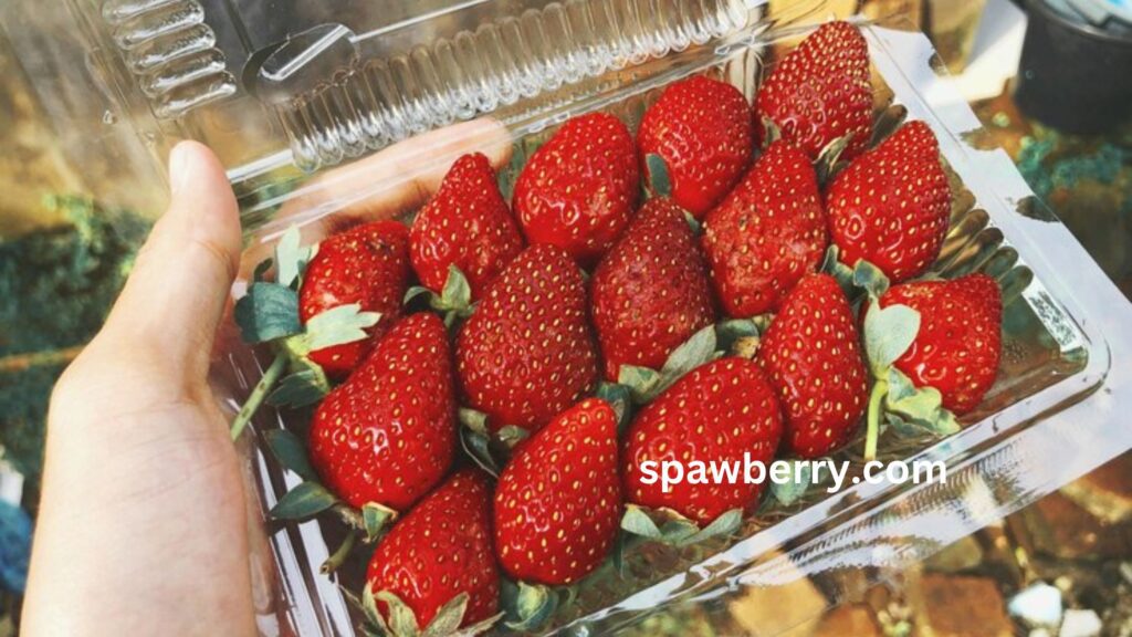 What Is The Most Expensive Type Of Strawberry