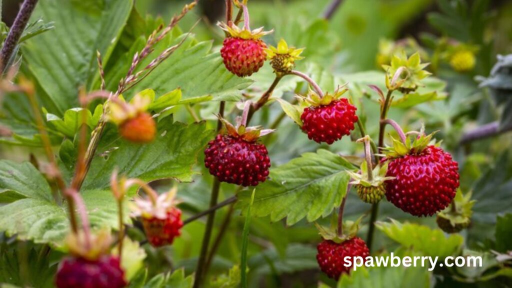 What strawberries bloom all summer