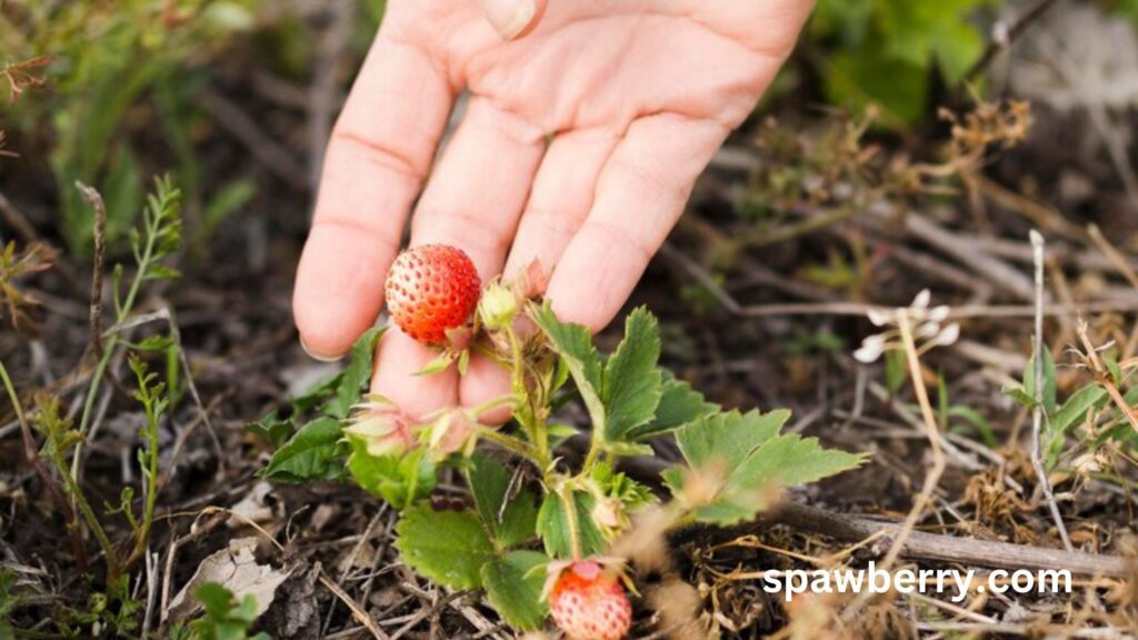 Will Strawberry Plants Regrow