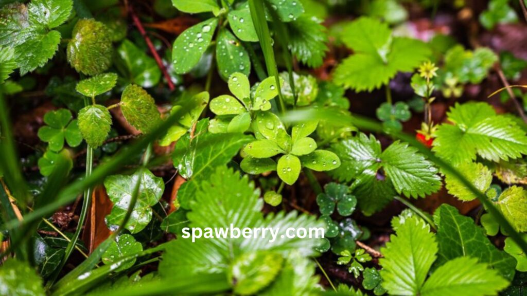 Are Strawberry Plant Leaves Edible