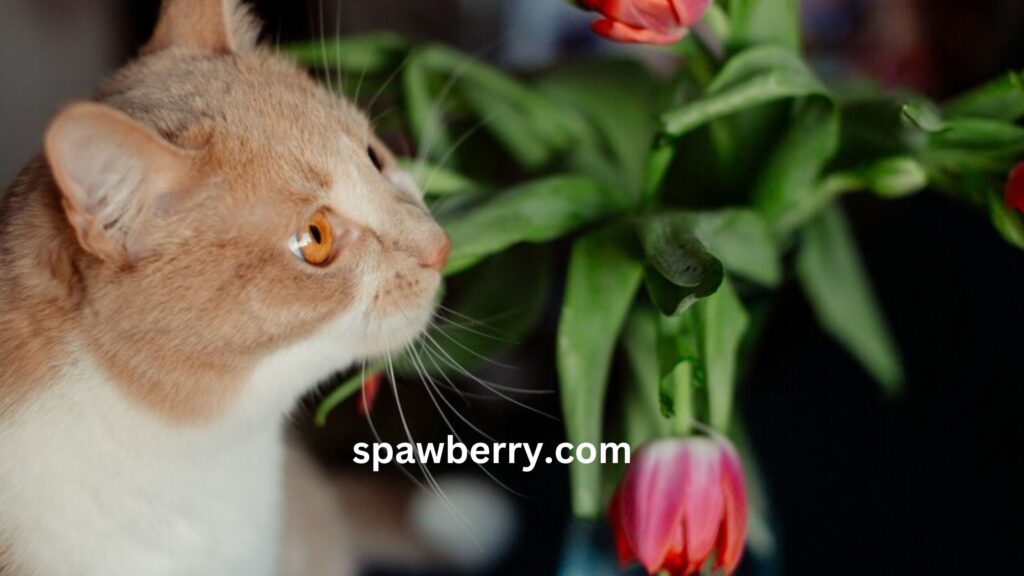 Are Strawberry Plants Toxic To Cats