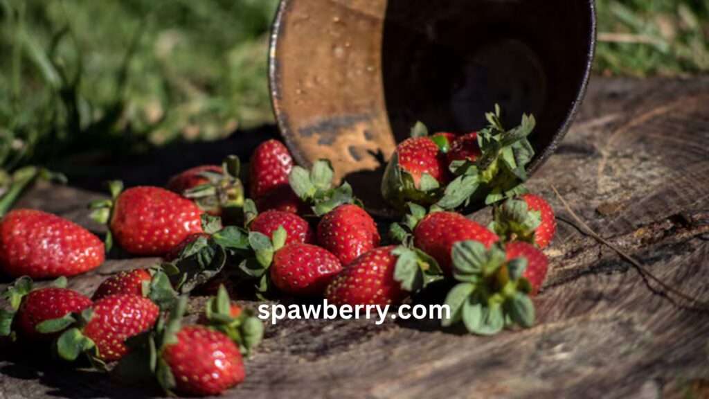 Can I Plant Strawberries Straight Into The Ground