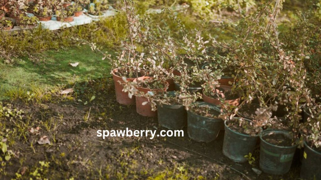 Can Strawberry Plants Be Transplanted