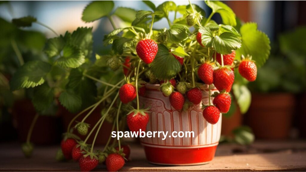 Can Strawberry Plants Grow In Pots