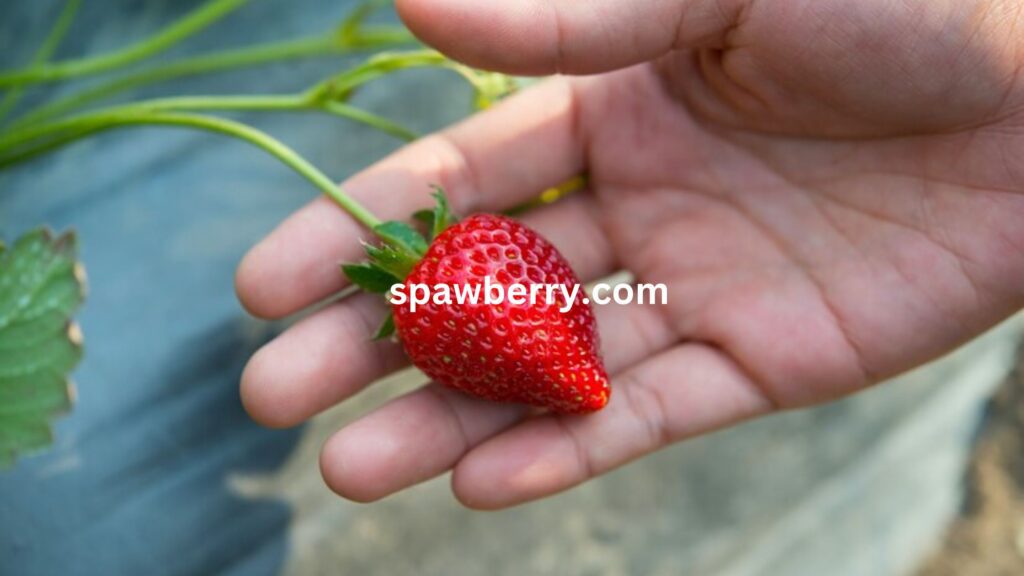 Do Strawberries Regenerate