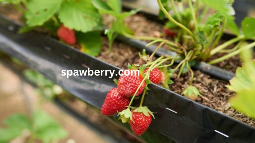 What Does It Mean To Renovate A Strawberry Bed