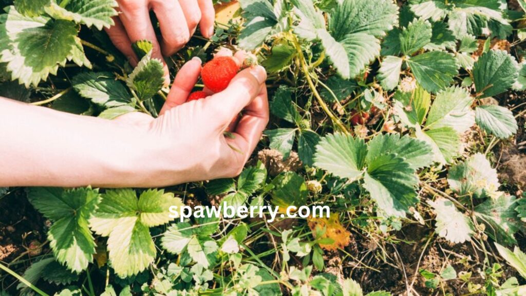 What Is Strawberry Plant Propagation