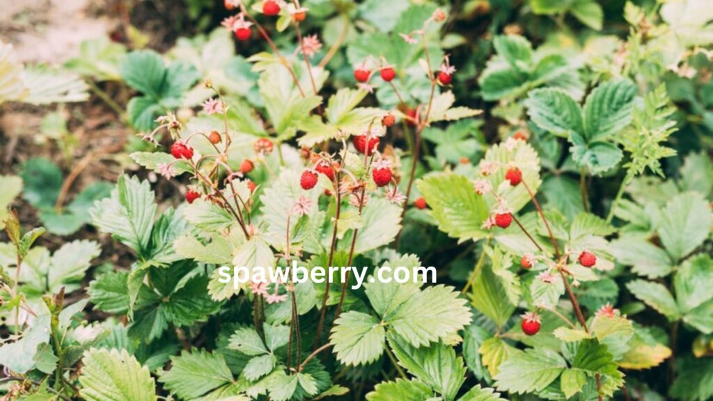 What Is The Life Cycle Of A Strawberry Plant