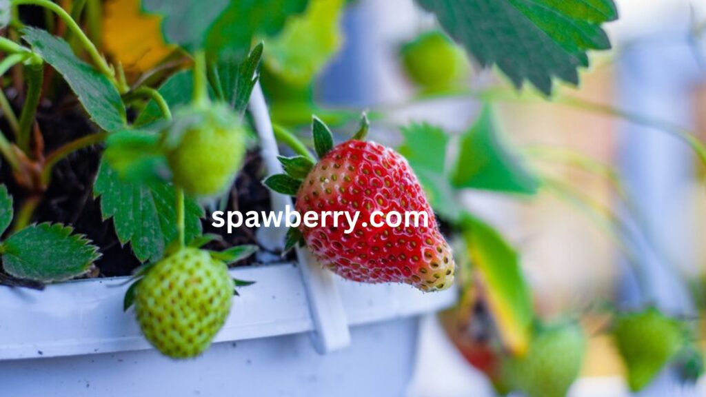 What Strawberry Plant Produces The Most Fruit