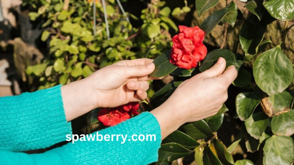 When Do Alpine Strawberries Flower