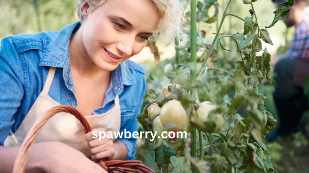 When To Fertilize Strawberry Guava