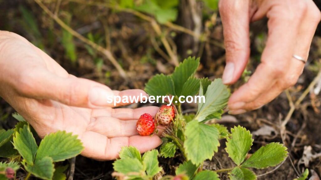 When To Sow Alpine Strawberry Seeds