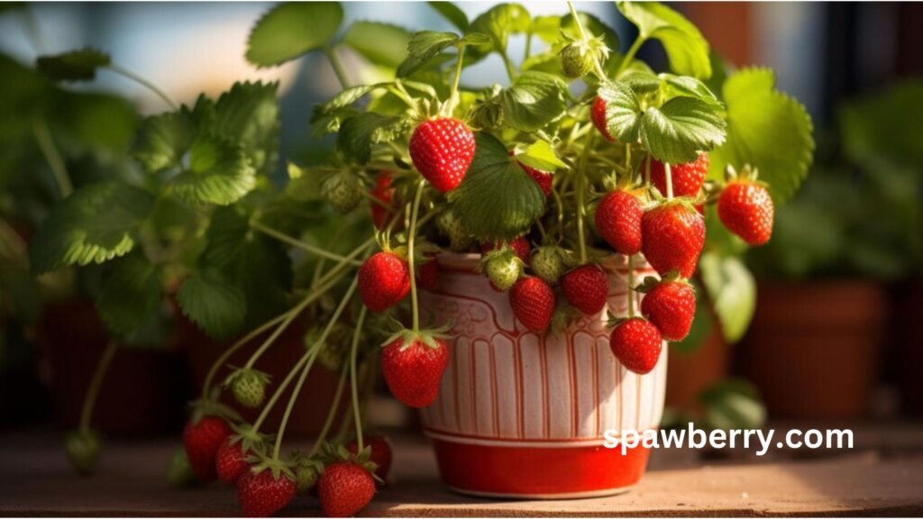 Which Strawberry Plants Are Perennial