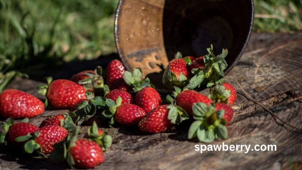 Why Are Strawberry Plants Not Producing