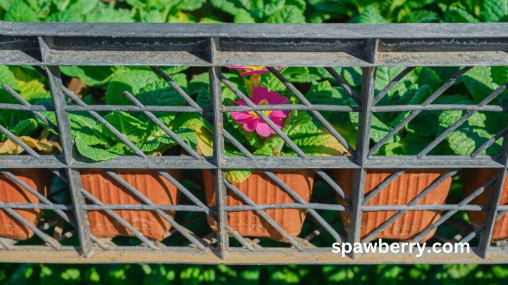 Will Strawberries Grow On A Trellis