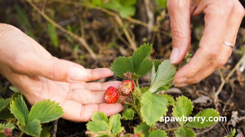 Will Strawberry Plants Grow Back After Harvesting