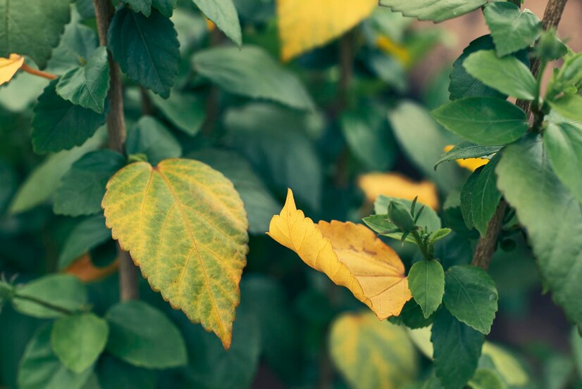 Why Are Strawberry Leaves Turning Yellow