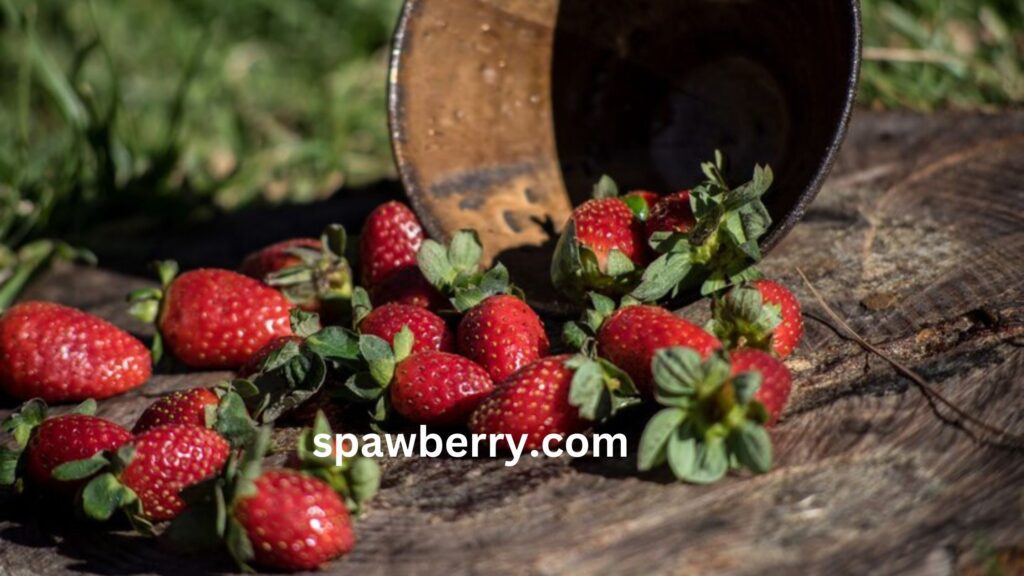 Are June Bearing Strawberries Perennial