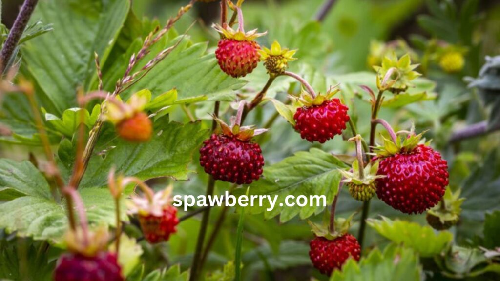 Can Alpine Strawberries Grow In Full Shade