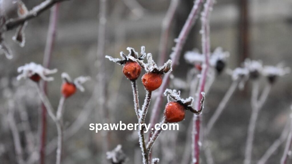 Can Strawberry Plants Survive Winter Season In The Winter