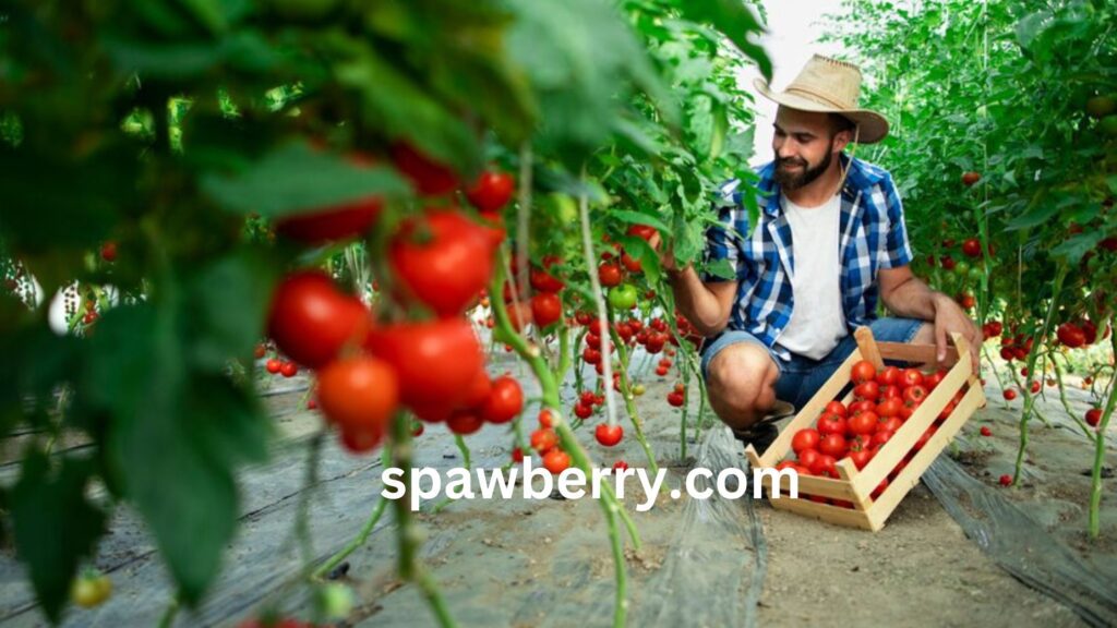 Can You Plant Strawberries Next To Tomatoes