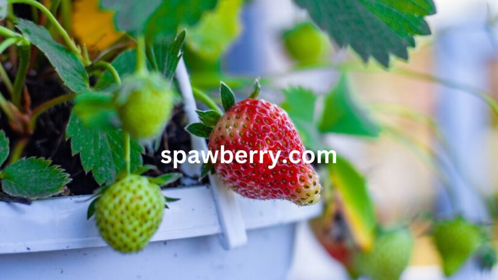 Does Alpine Strawberries Like Shade