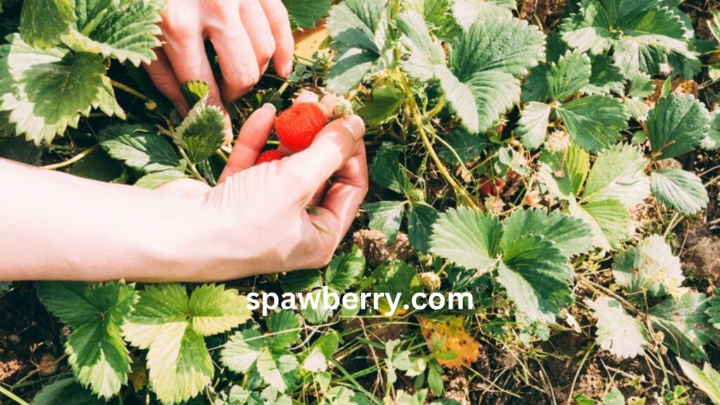 How Long Do Strawberry Runners Take To Root