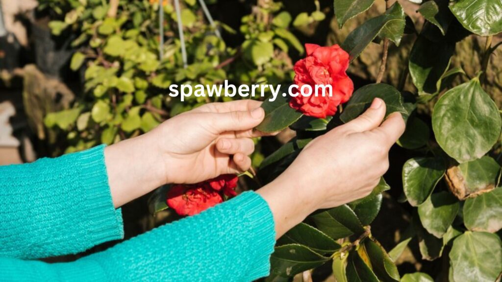 How To Care For June Bearing Strawberry Plants