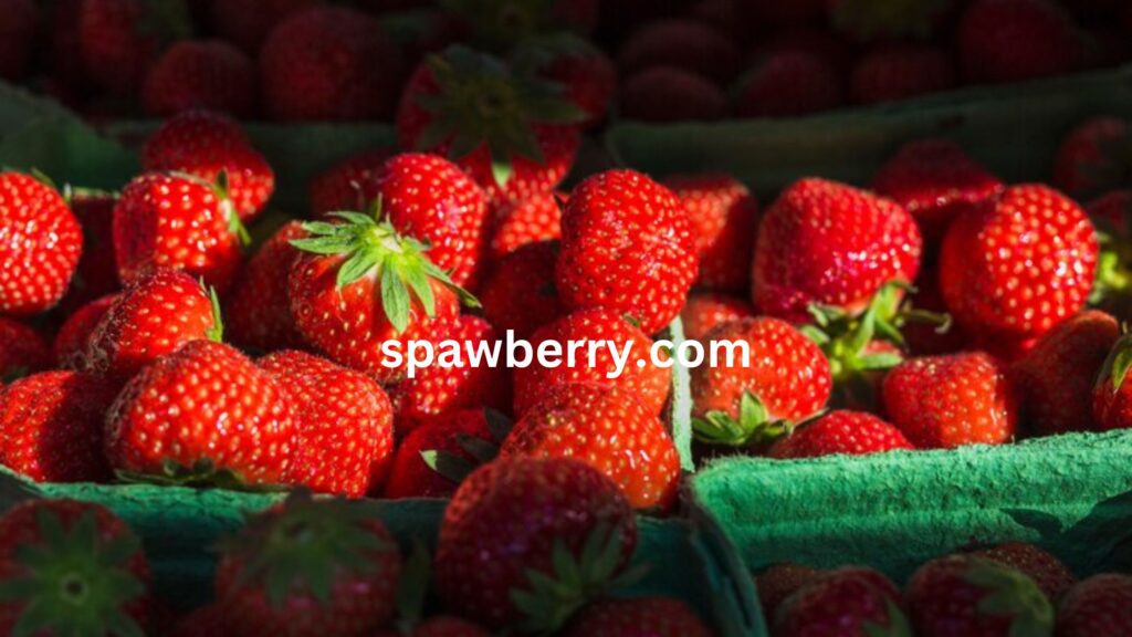 Strawberry Plants Are Not Producing Fruits