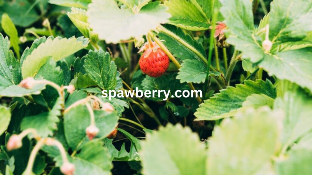 What Are Strawberry Plant Diseases