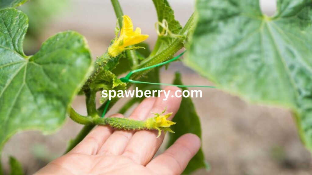 What Are Strawberry Plant Pests