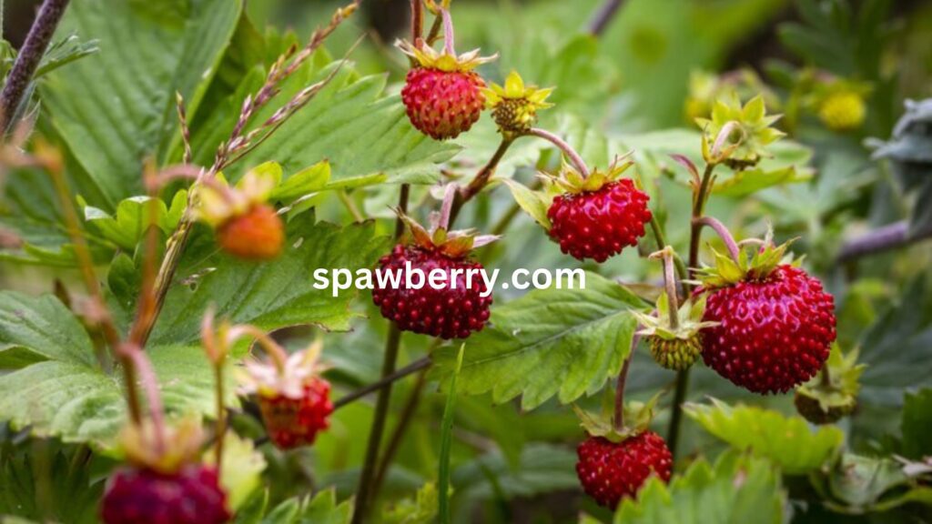 What Kills Wild Strawberry Vines